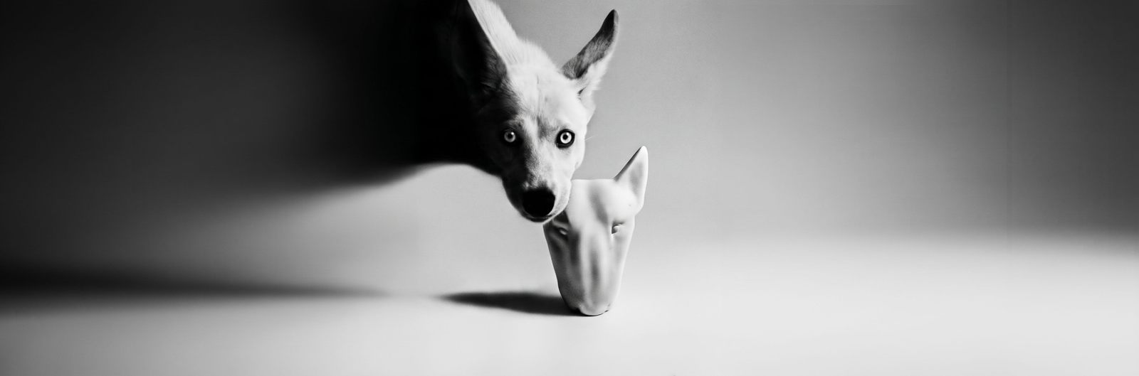 Bullterrier Szerokie